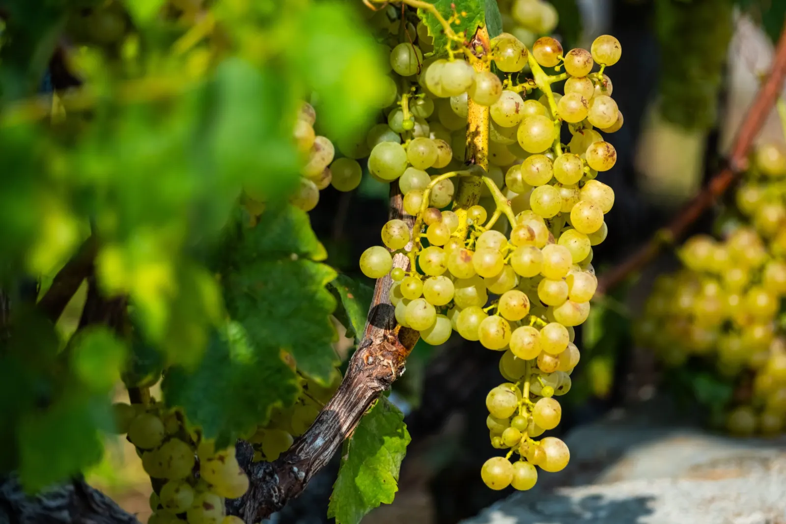 Grappe de raisin blanc sur un cep dans les vignobles du Lavaux